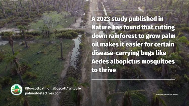 Research: Palm oil deforestation makes conditions better for disease-carrying Aedes albopictus mosquitoes