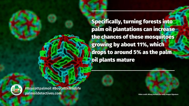 Research: Palm oil deforestation makes conditions better for disease-carrying Aedes albopictus mosquitoes