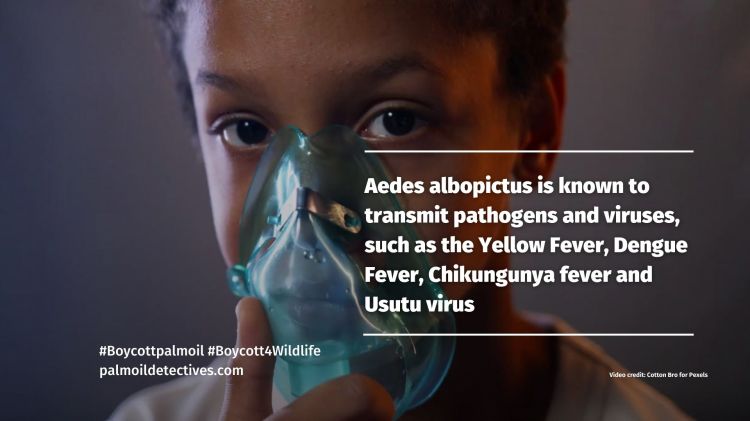 Research: Palm oil deforestation makes conditions better for disease-carrying Aedes albopictus mosquitoes