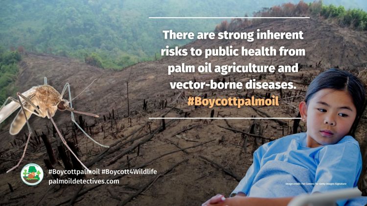 Research: Palm oil deforestation makes conditions better for disease-carrying Aedes albopictus mosquitoes