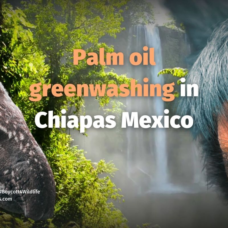 Palm Oil Greenwashing Poised to Destroy Protected Biosphere in Chiapas,&nbsp;Mexico