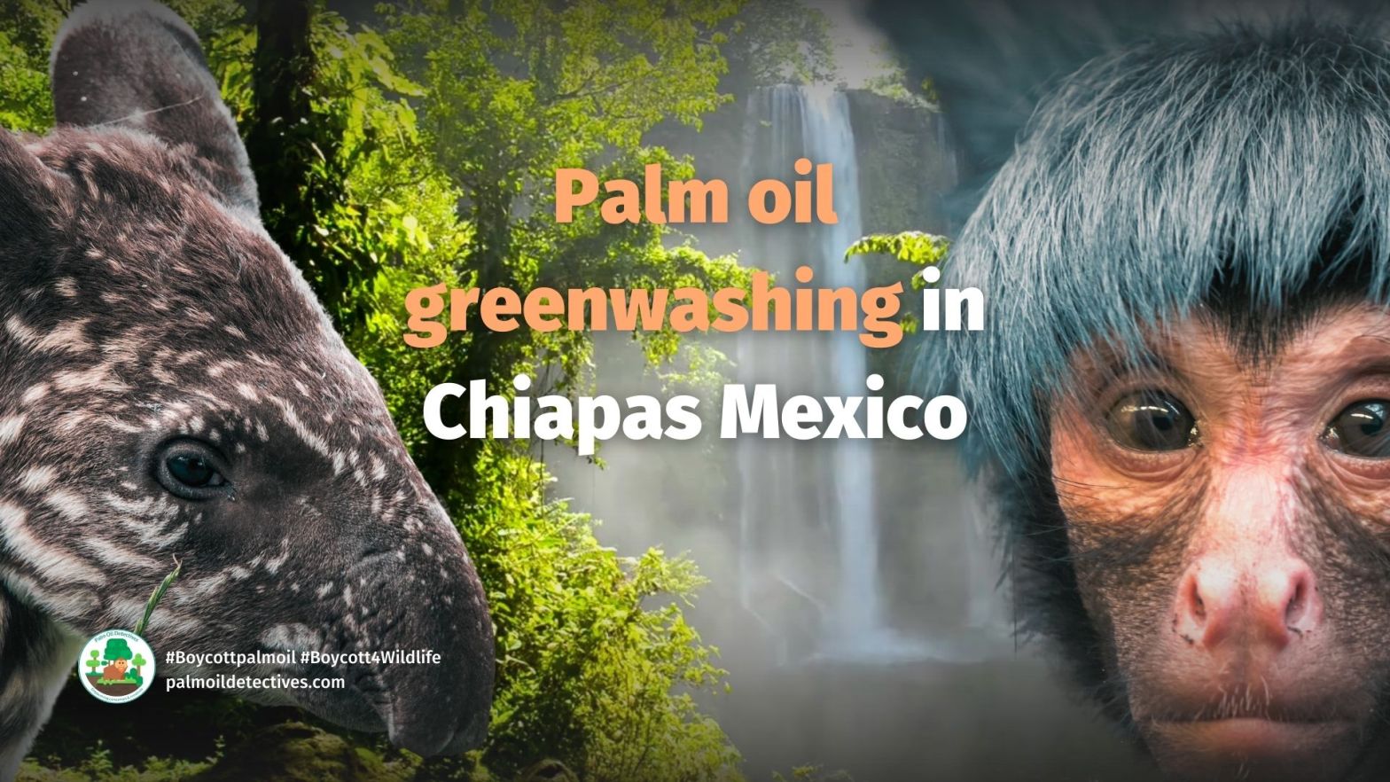 Palm Oil Greenwashing Chiapas Mexico