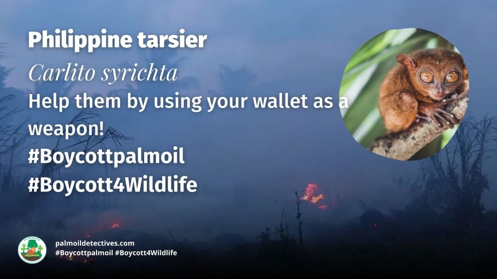 Philippine tarsier Carlito syrichta threats #Boycott4Wildlife