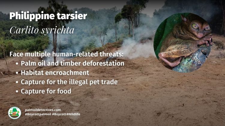 Philippine tarsier Carlito syrichta threats #Boycott4Wildlife