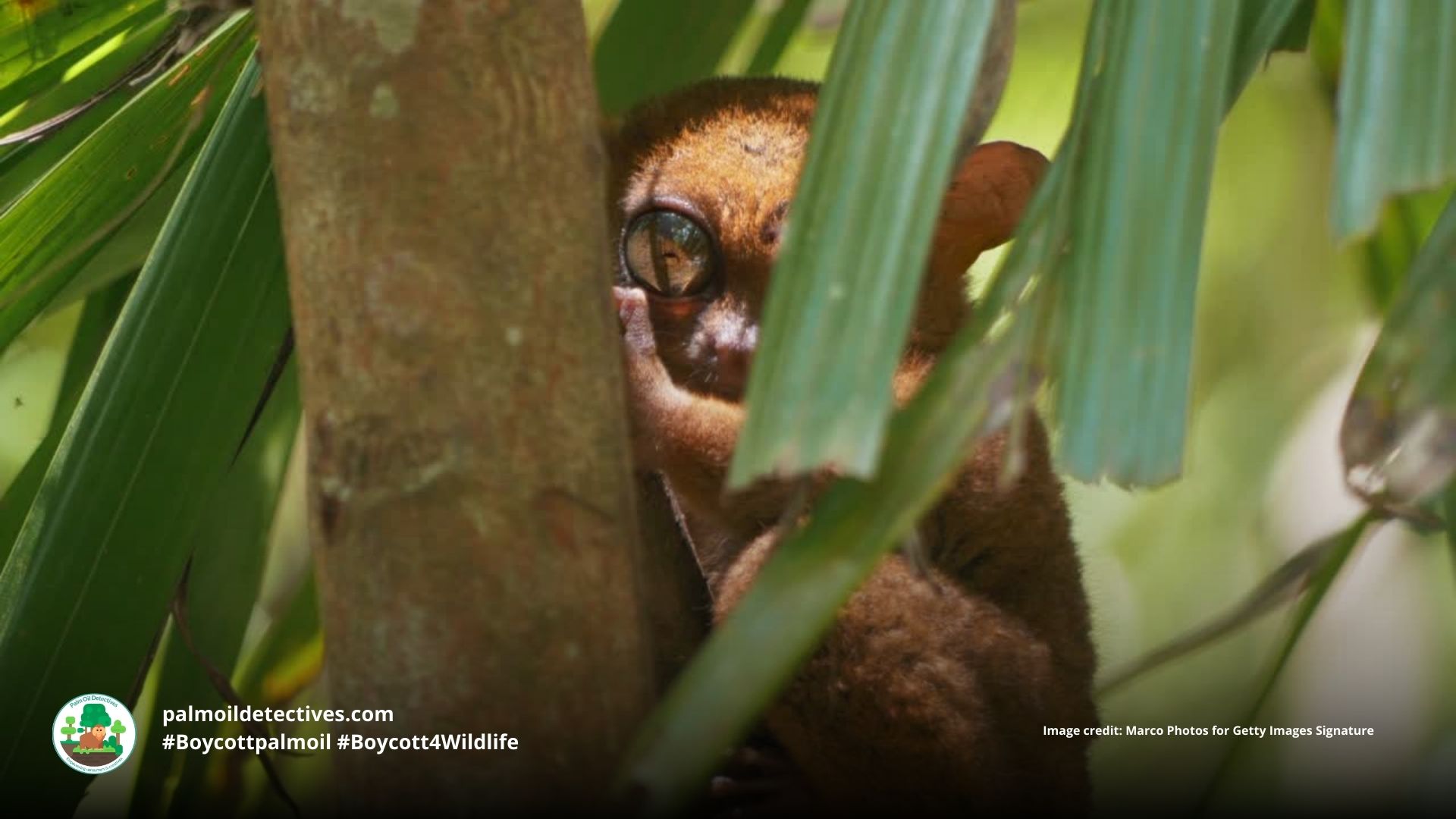 Philippine tarsier Carlito syrichta in a tree #Boycott4Wildlife