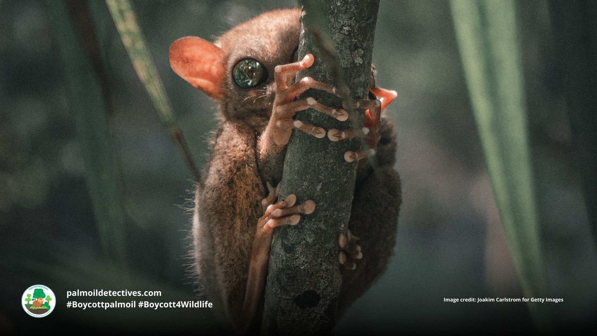 Philippine tarsier Carlito syrichta in a tree #Boycott4Wildlife