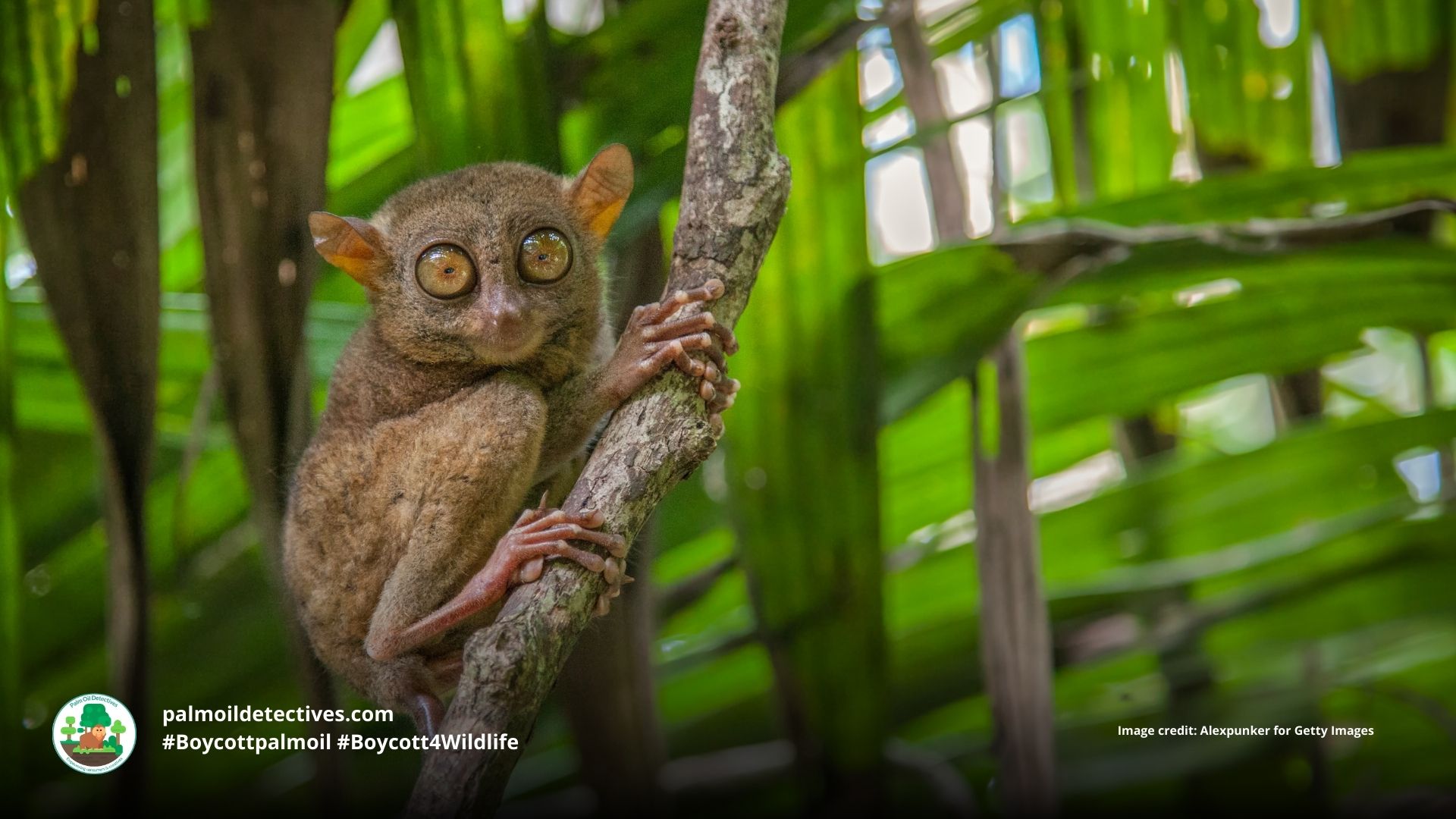 Philippine tarsier Carlito syrichta peering out of a tree #Boycott4Wildlife