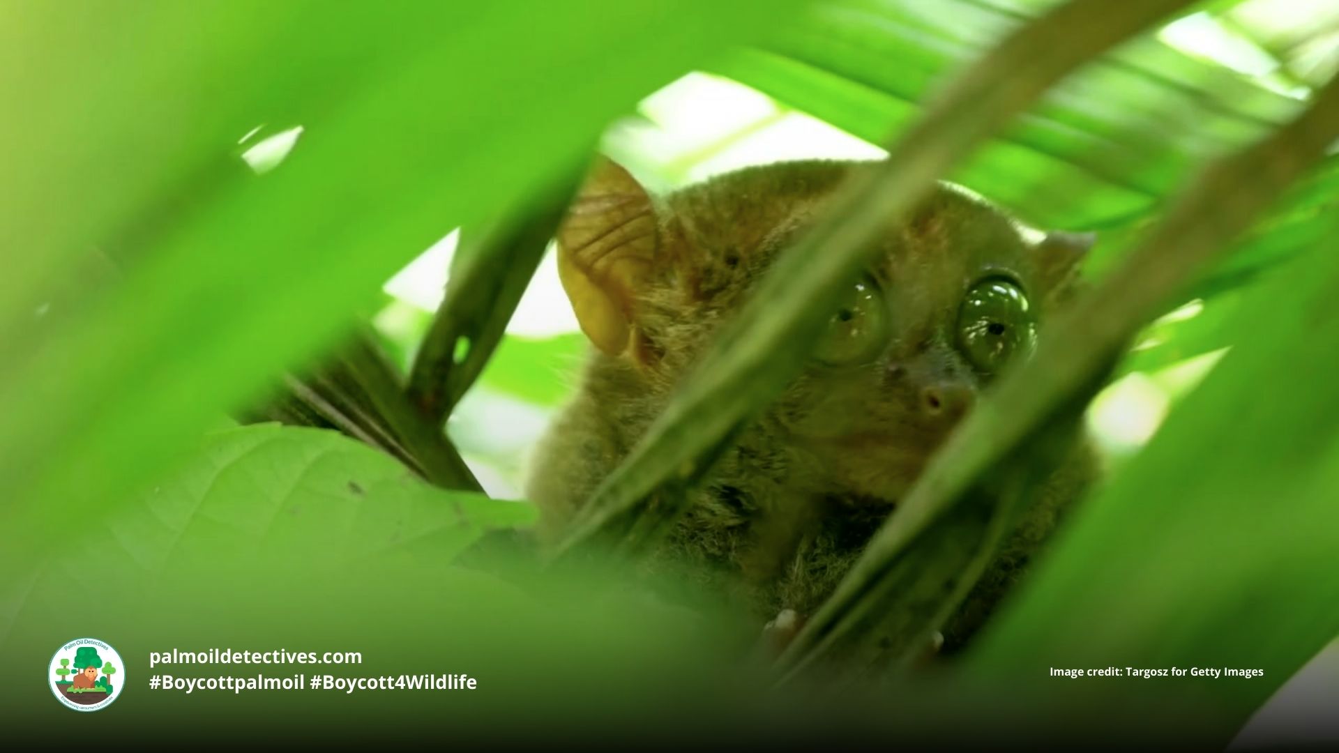 Philippine tarsier Carlito syrichta peering out of a tree #Boycott4Wildlife