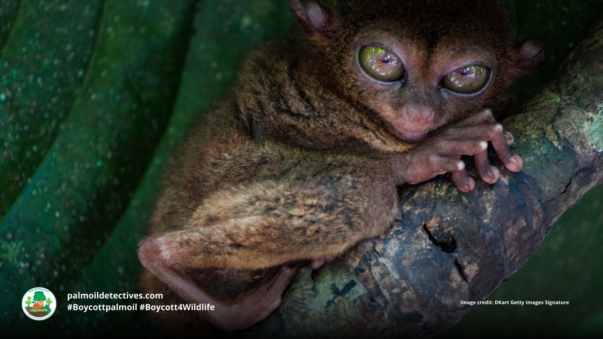 Philippine tarsier Carlito syrichta peering out of a tree #Boycott4Wildlife