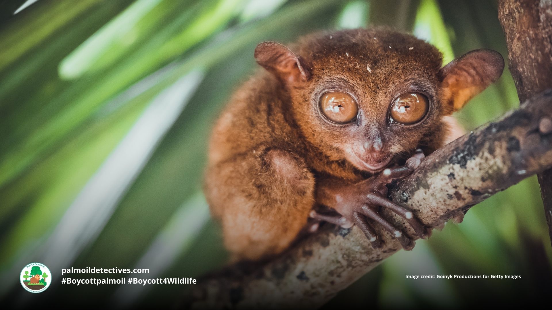 Philippine tarsier Carlito syrichta peering out of a tree #Boycott4Wildlife