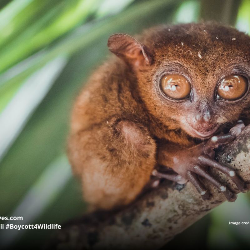Philippine tarsier Carlito&nbsp;syrichta