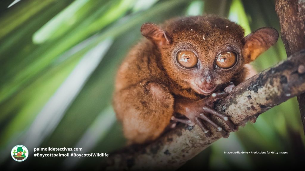 Philippine tarsier Carlito syrichta peering out of a tree #Boycott4Wildlife