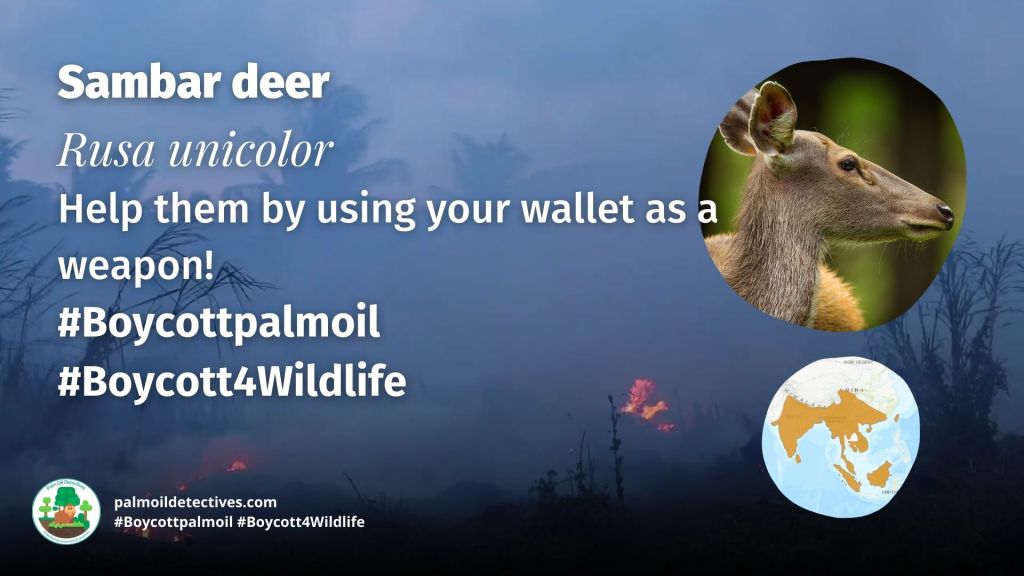 Sambar deer Rusa unicolor - India Asia #Boycottpalmoil #Boycott4Wildlife
