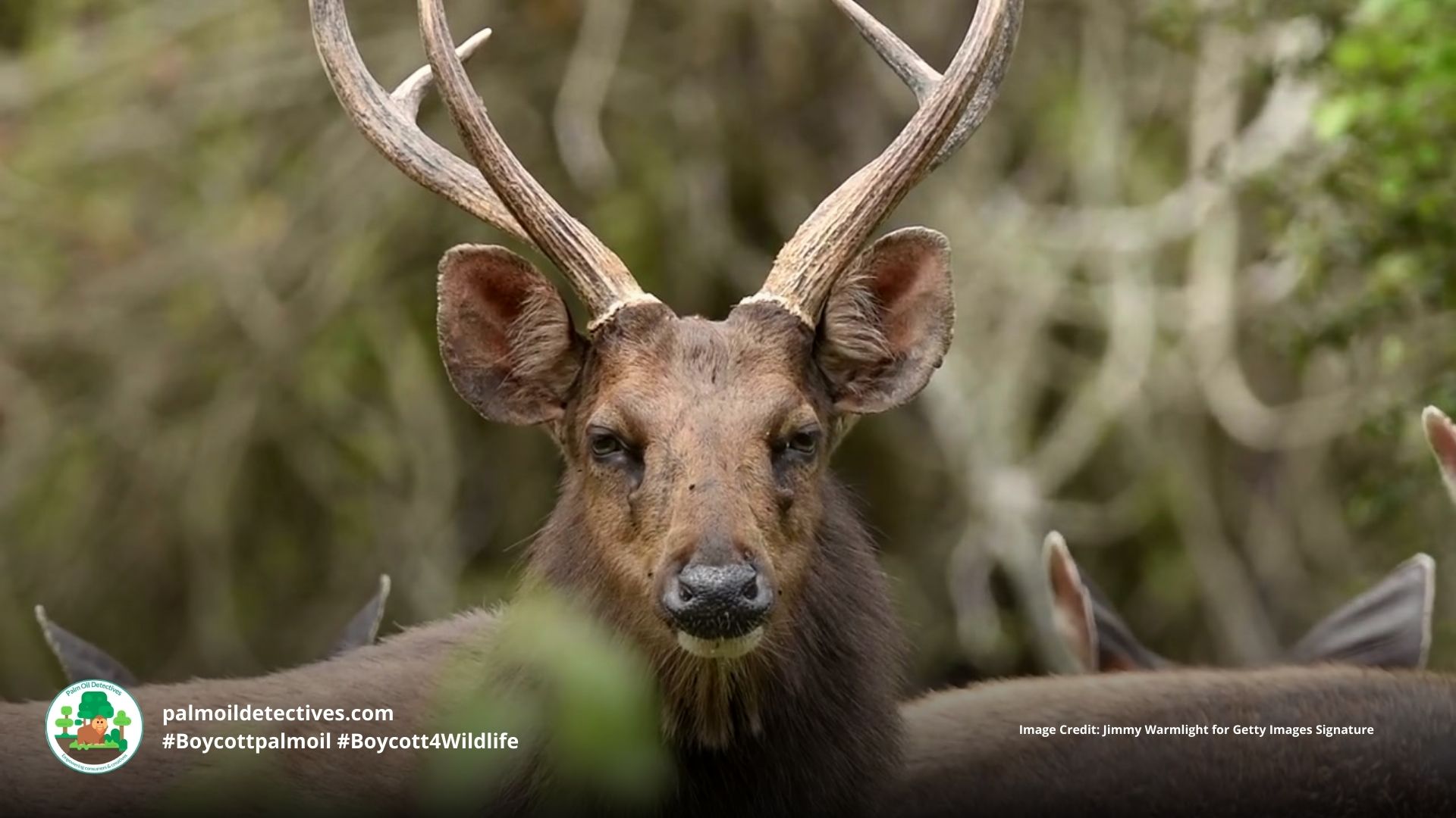 Sambar deer Rusa unicolor - India Asia - male with large antlers. #Boycottpalmoil #Boycott4Wildlife