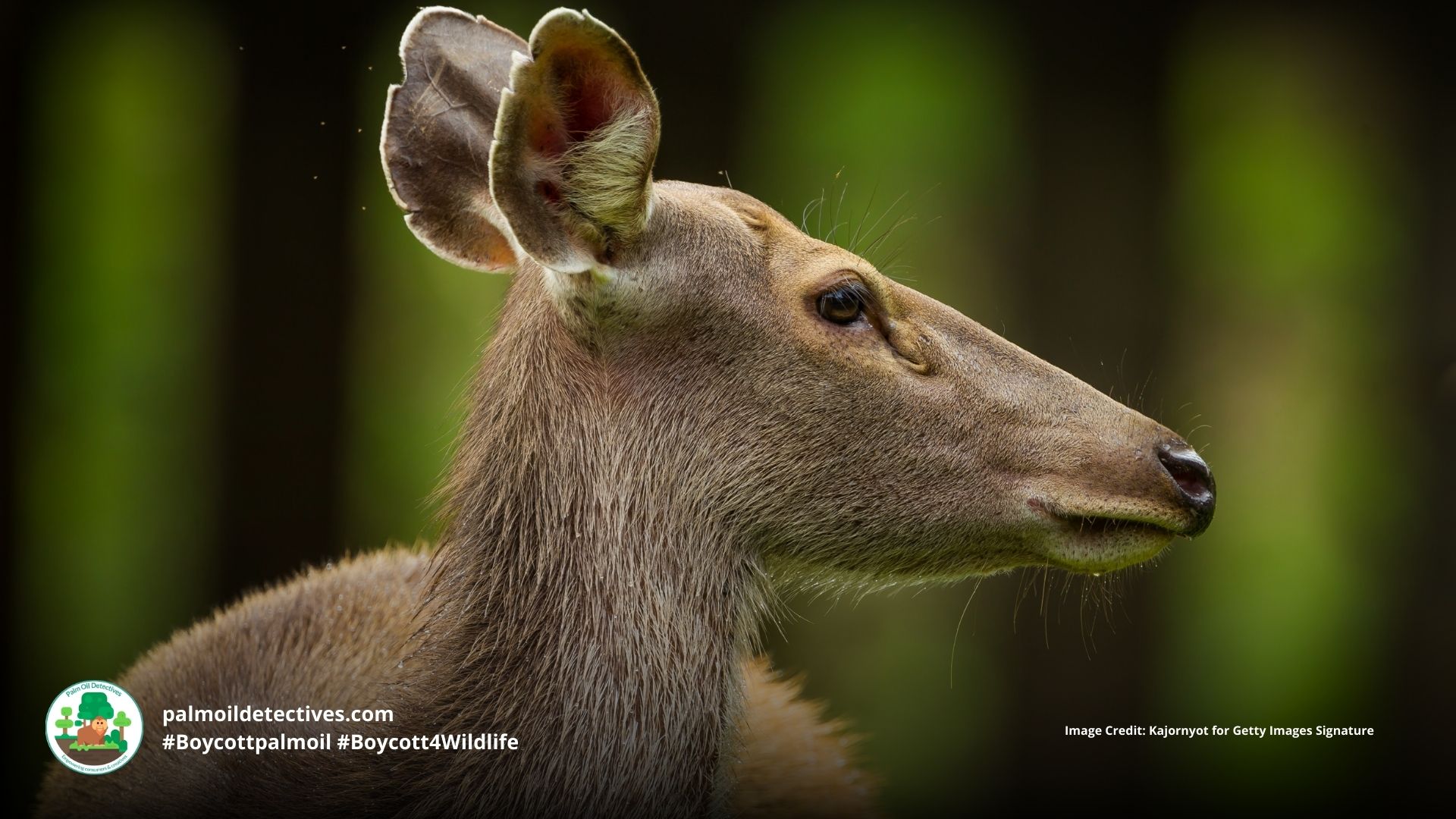 Sambar deer Rusa unicolor - India Asia - female side portrait #Boycottpalmoil #Boycott4Wildlife
