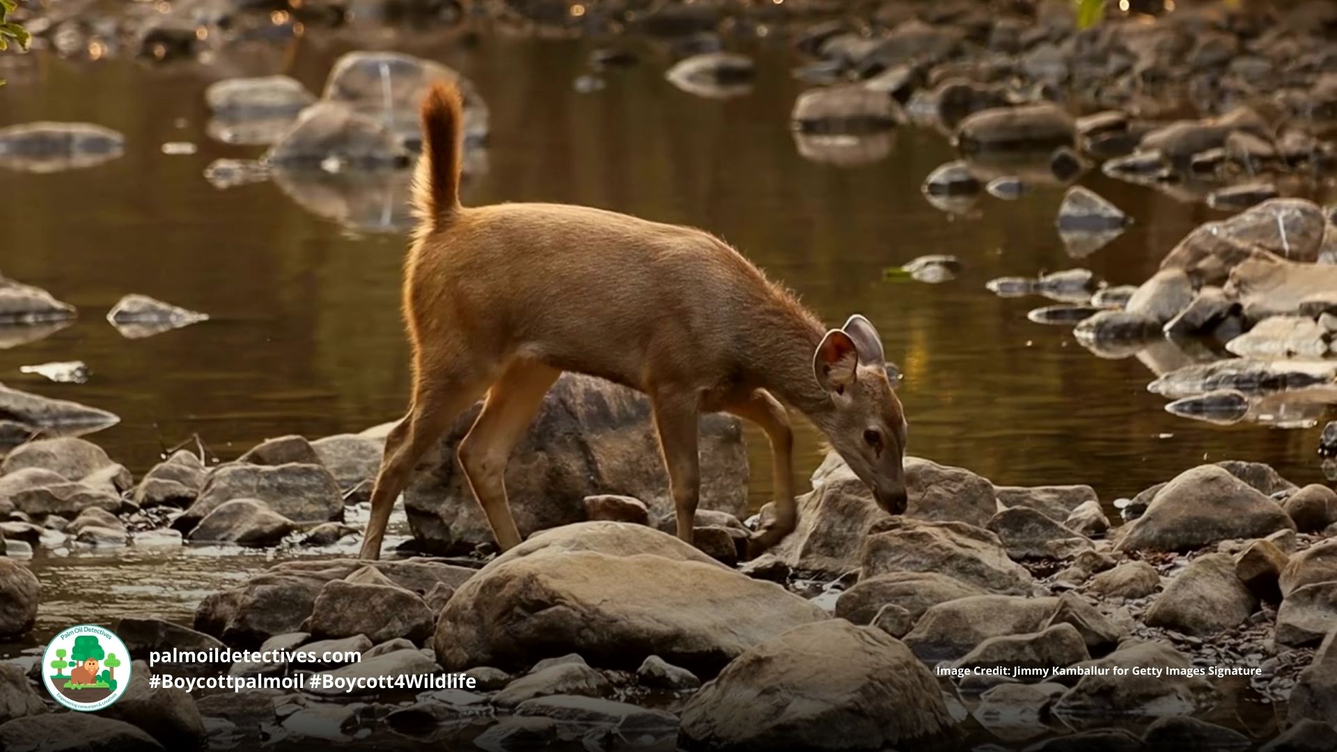 Sambar deer Rusa unicolor - India Asia - young deer at riverside #Boycottpalmoil #Boycott4Wildlife