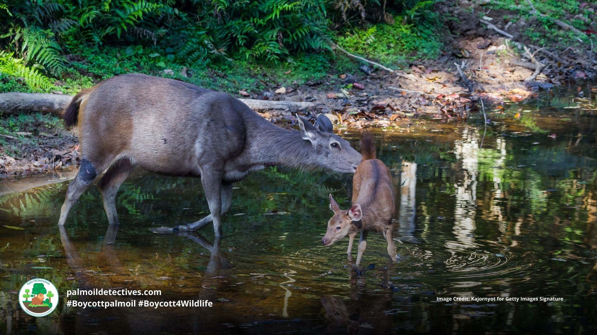 Sambar deer Rusa unicolor - India Asia mother and juvenile at the riverside #Boycottpalmoil #Boycott4Wildlife