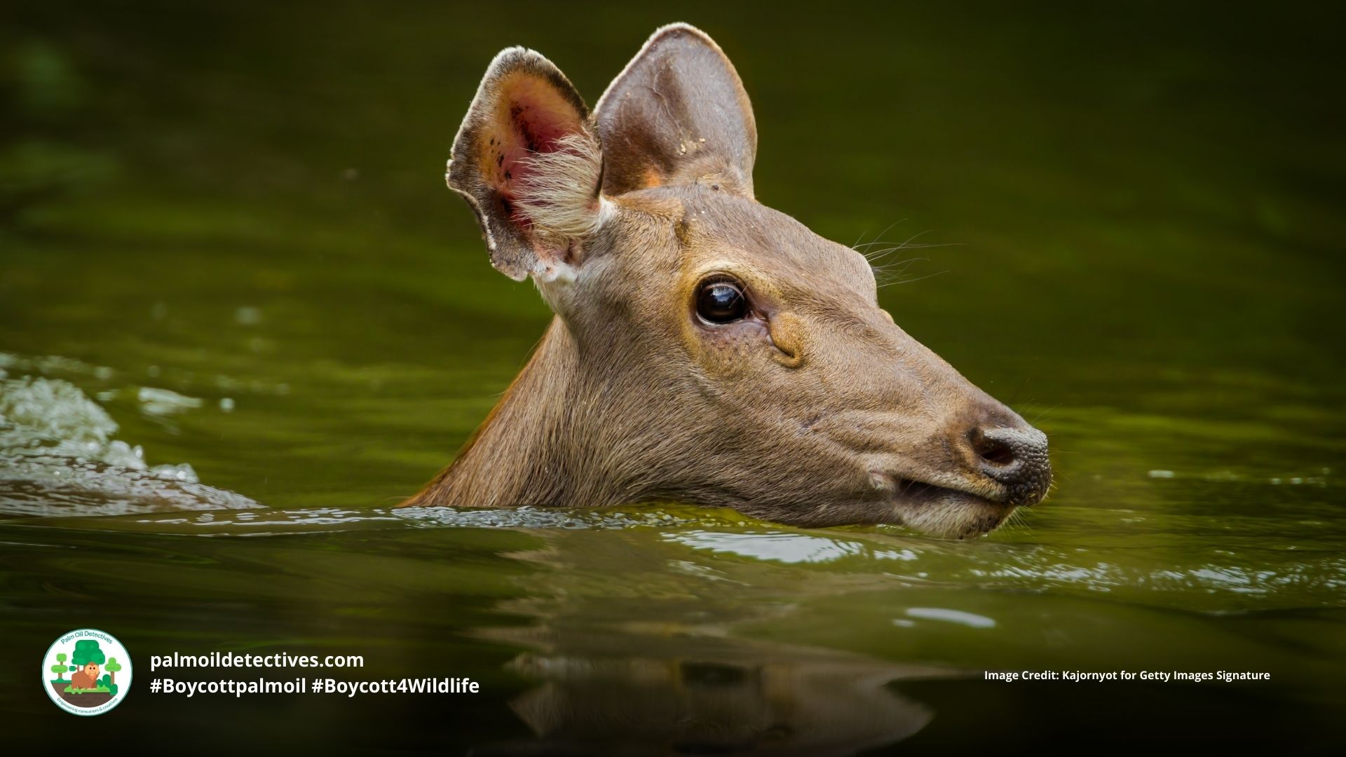 Sambar deer Rusa unicolor - India Asia - young deer swimming in the river #Boycottpalmoil #Boycott4Wildlife