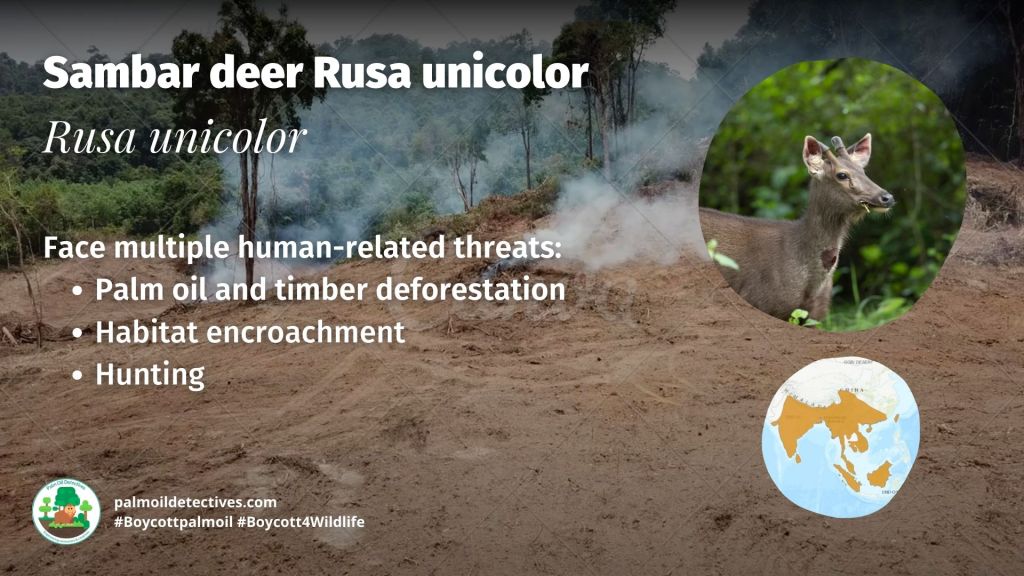 Sambar deer Rusa unicolor - India Asia #Boycottpalmoil #Boycott4Wildlife