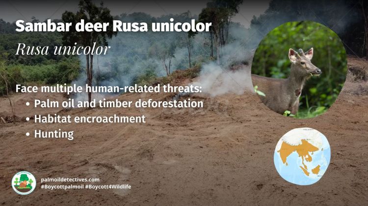 Sambar deer Rusa unicolor - India Asia #Boycottpalmoil #Boycott4Wildlife