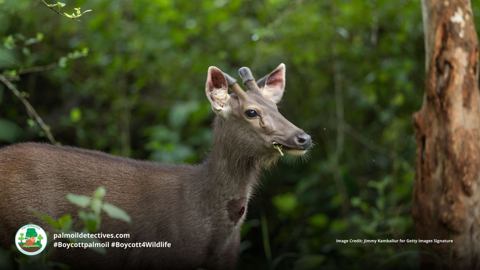 Sambar deer Rusa unicolor - India Asia - young deer #Boycottpalmoil #Boycott4Wildlife
