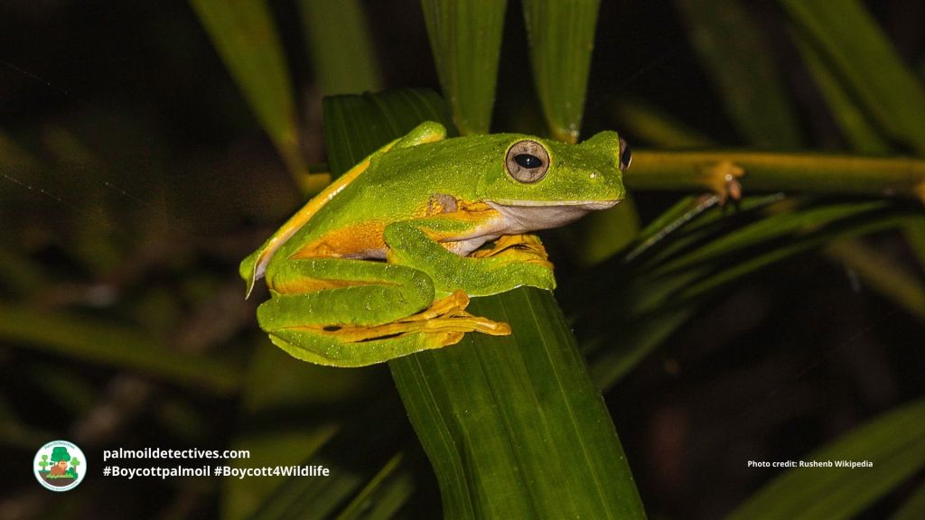 Wallace's Flying Frog Rhacophorus nigropalmatus #Boycottpalmoil #Boycott4Wildlife