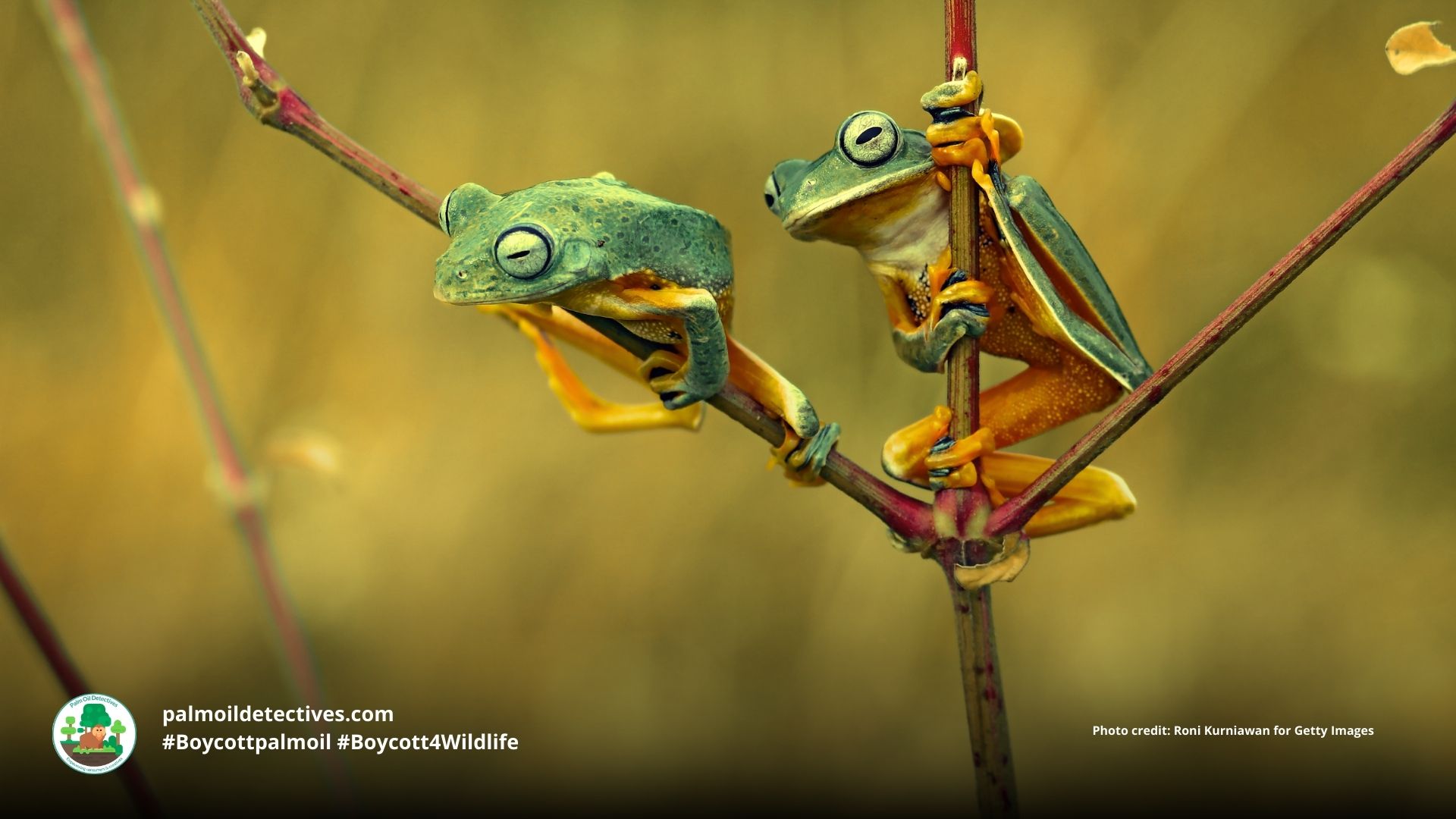 Wallace's Flying Frog Rhacophorus nigropalmatus #Boycottpalmoil #Boycott4Wildlife