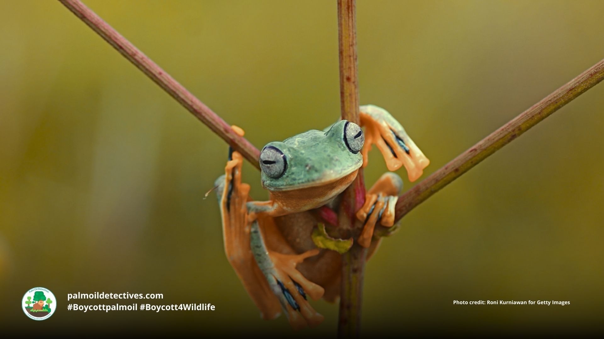 Wallace's Flying Frog Rhacophorus nigropalmatus #Boycottpalmoil #Boycott4Wildlife