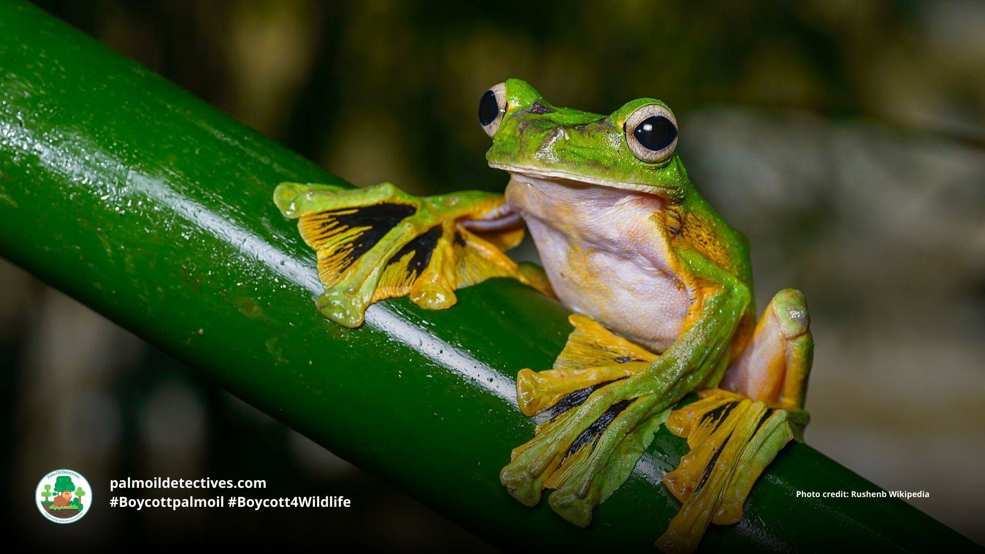 Wallace's Flying Frog Rhacophorus nigropalmatus #Boycottpalmoil #Boycott4Wildlife