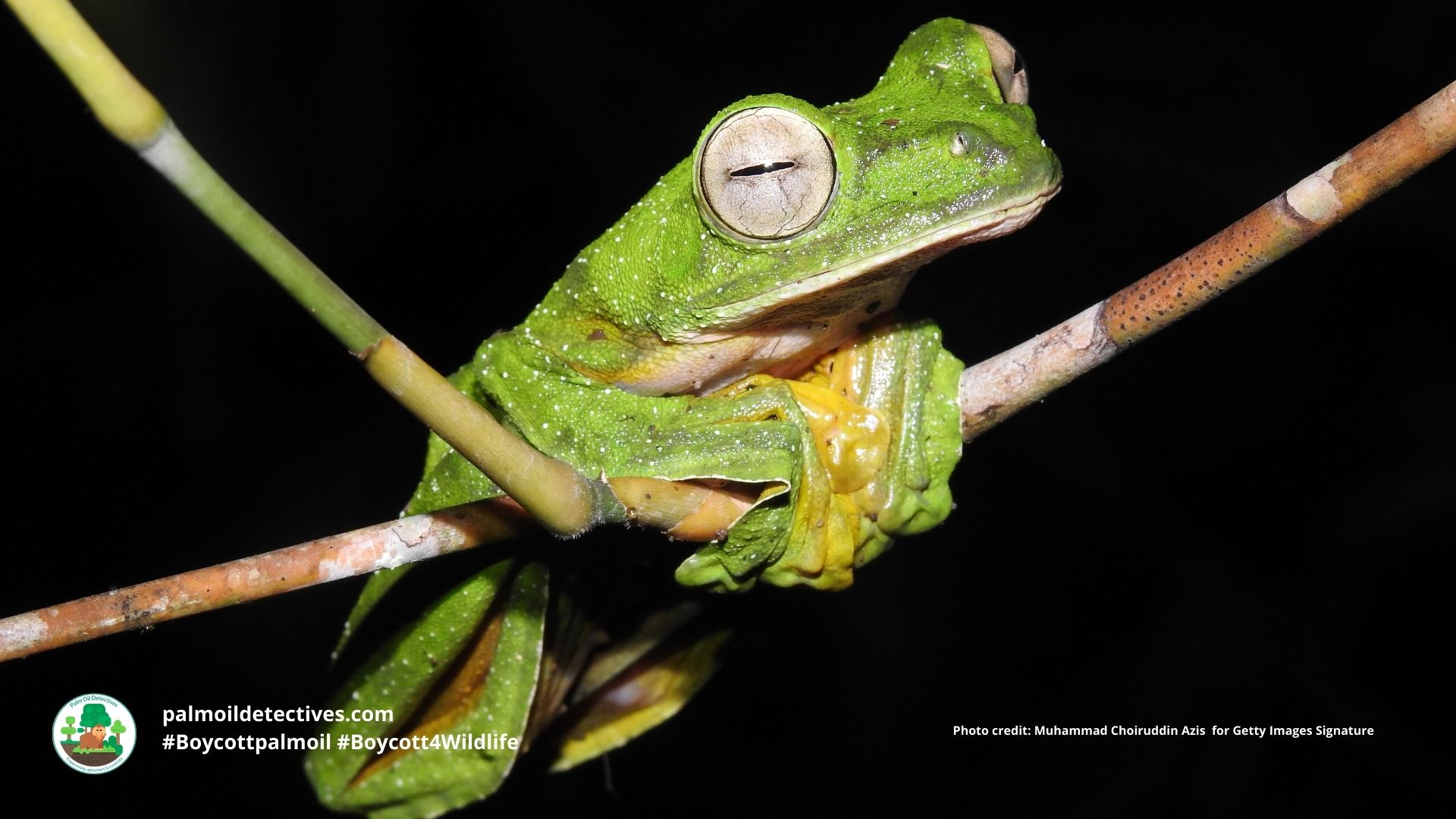 Wallace's Flying Frog Rhacophorus nigropalmatus #Boycottpalmoil #Boycott4Wildlife