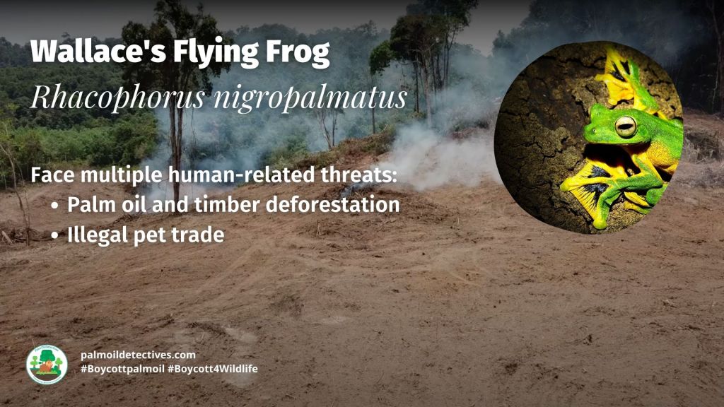 Wallace's Flying Frog Rhacophorus nigropalmatus #Boycottpalmoil #Boycott4Wildlife