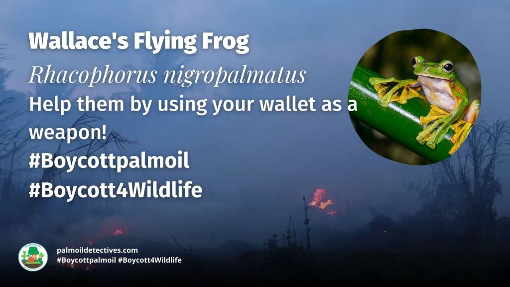 Wallace's Flying Frog Rhacophorus nigropalmatus #Boycottpalmoil #Boycott4Wildlife