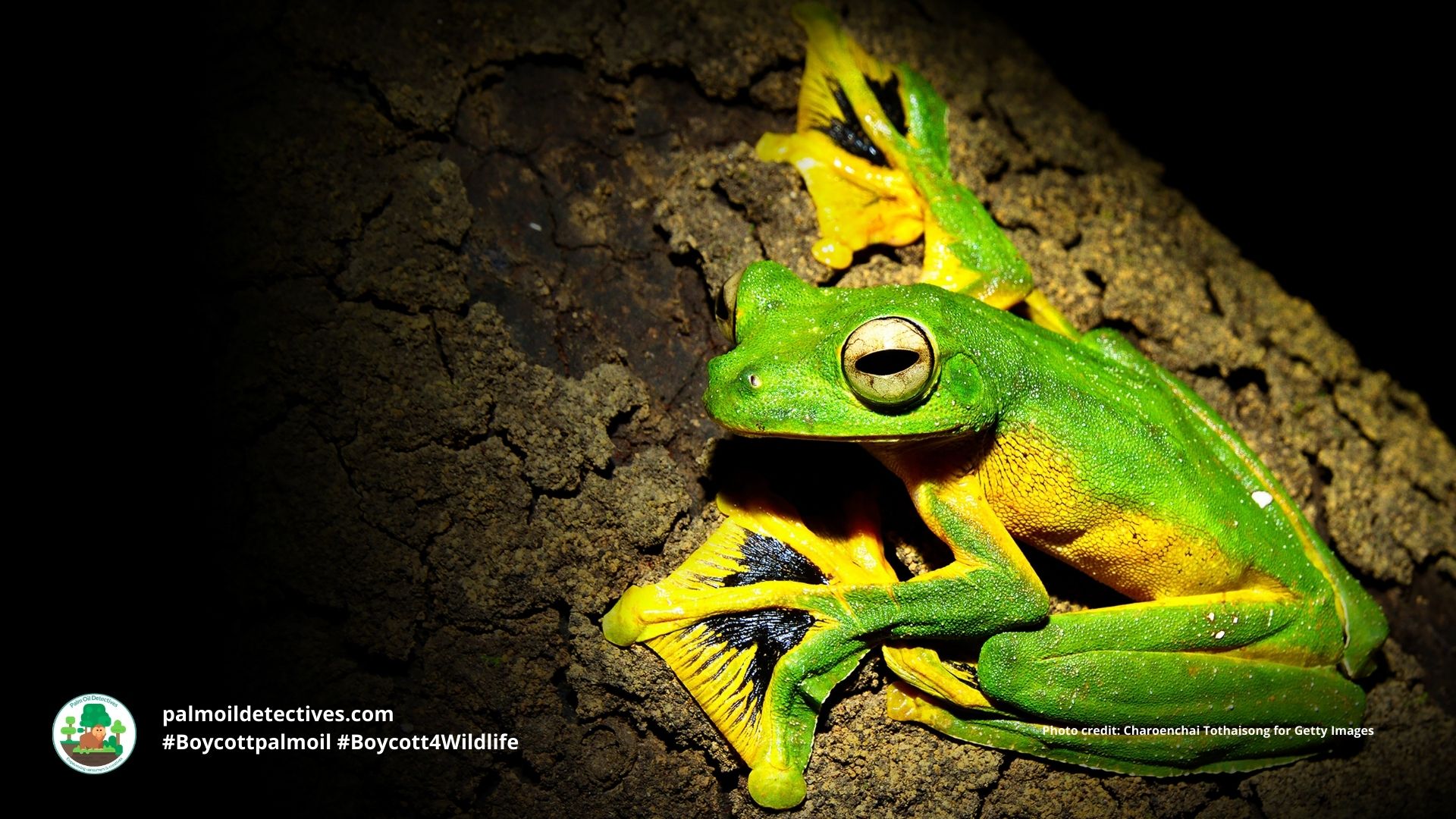 Wallace's Flying Frog Rhacophorus nigropalmatus #Boycottpalmoil #Boycott4Wildlife