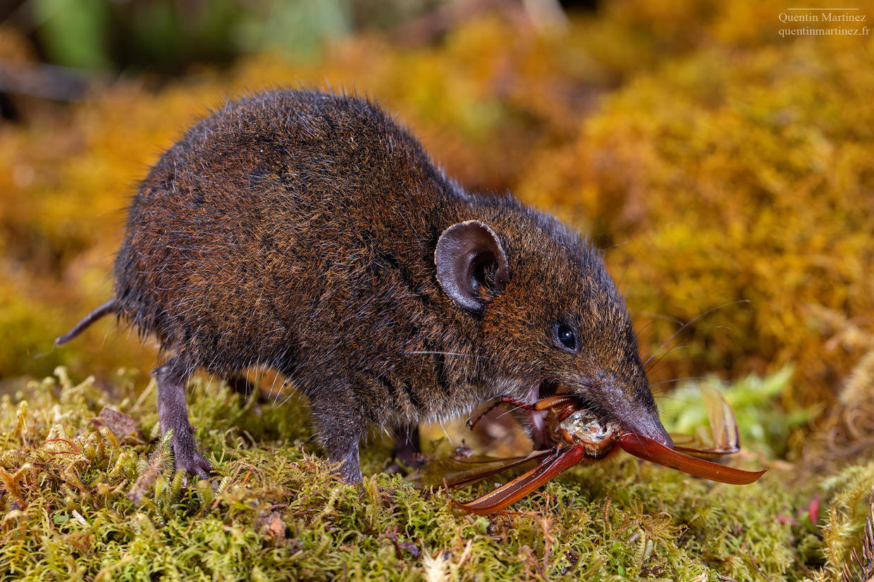 Hylomys dorsalis, seen in the wild on Mount Murud, in Sarawak, Borneo, Malaysia. Image: Quentin Martinez
