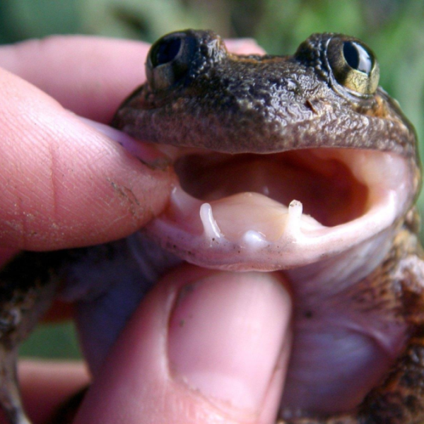 The world’s smallest ‘fanged’ frog found in&nbsp;Indonesia