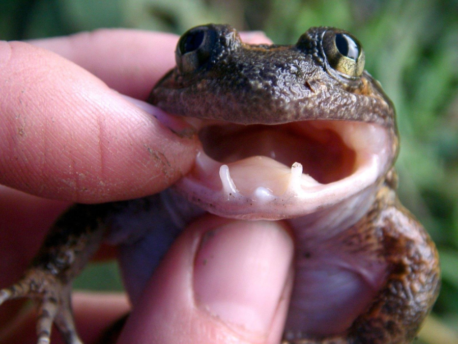 The world's smallest 'fanged' frog found in Indonesia, herps, herpetology, amphibian,
