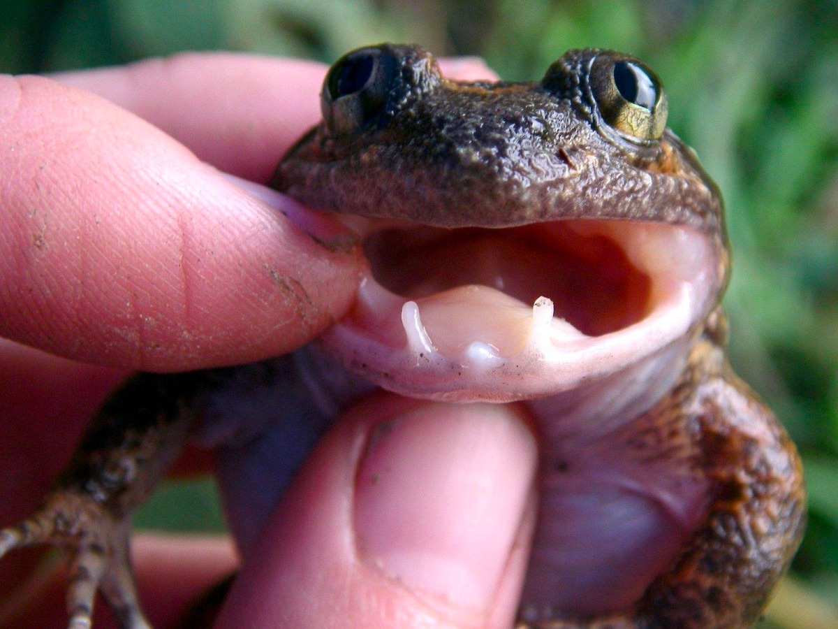 The world’s smallest ‘fanged’ frog found in Indonesia