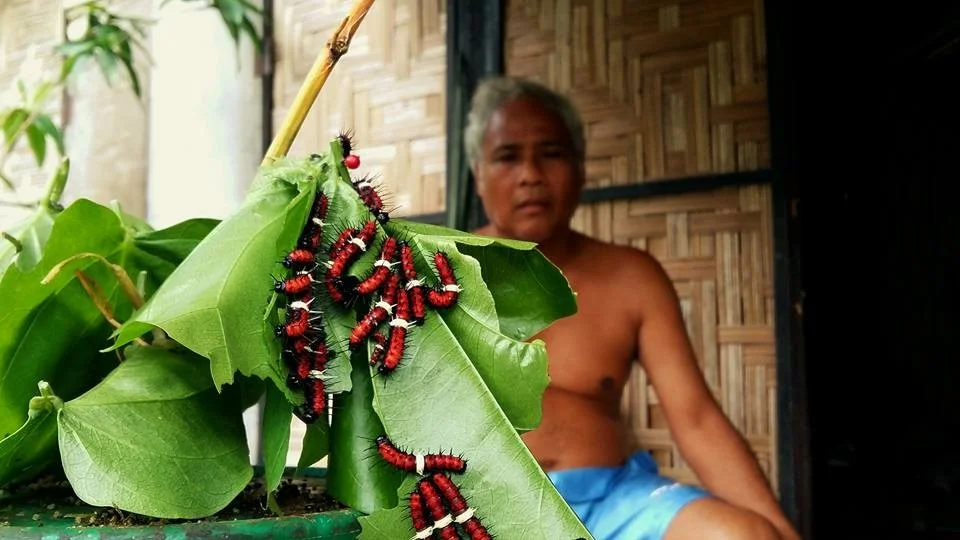 A Semai butterfly rancher at Cameron Highlands, Pahang, Malaysia. Many Semai communities turned to selling butterflies to collectors and butterfly farms to earn a living. : Cyren Wong Zhi Hoong Photo courtesy of the author