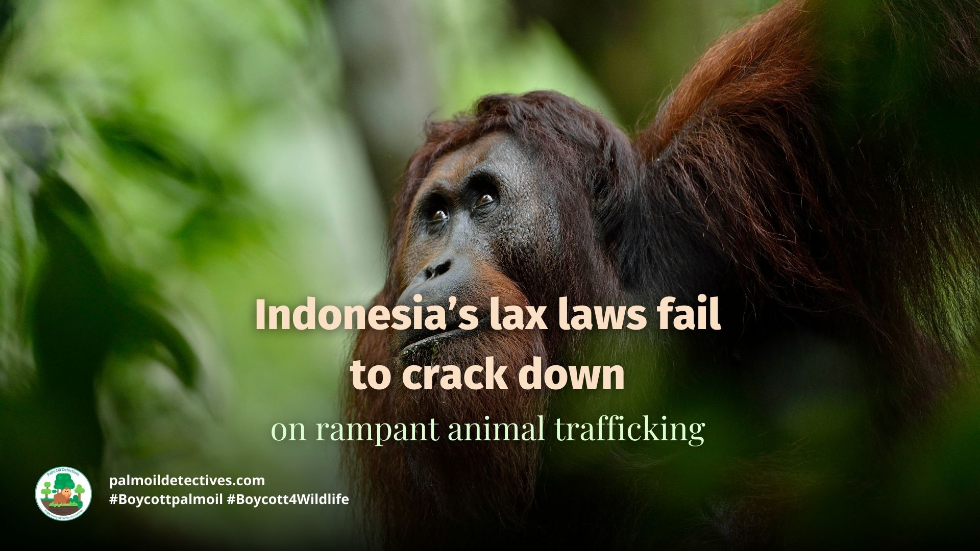 Indonesia's lax laws ignore animal trafficking Palm Oil Detectives