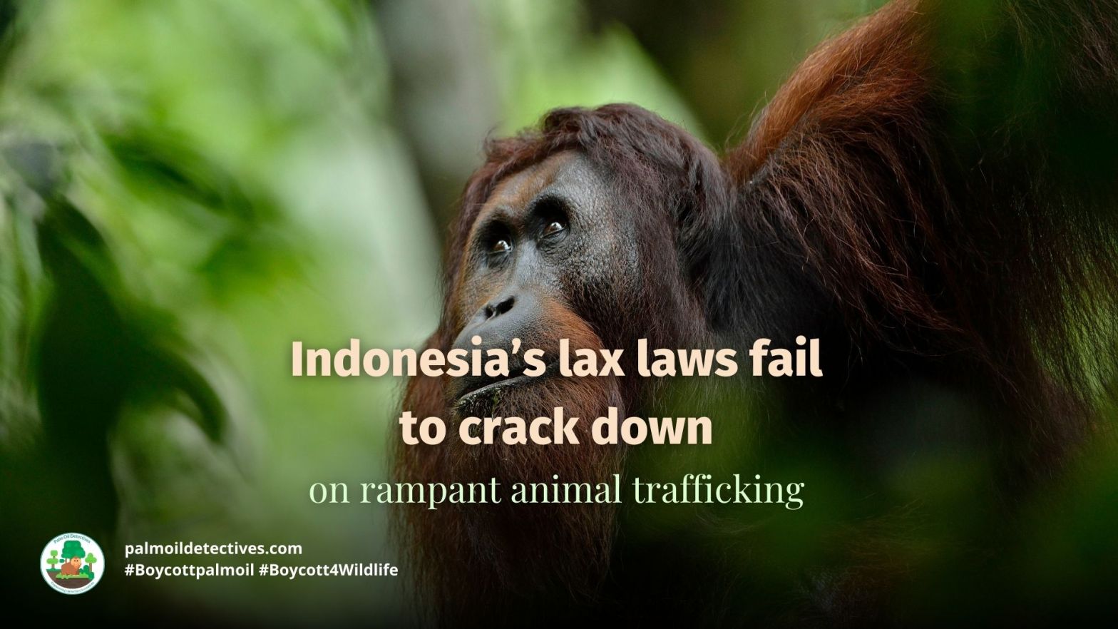 Indonesias lax laws animal trafficking (2)