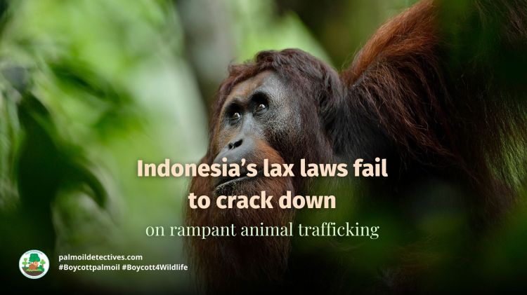 Lax Laws in Indonesia Turn Blind Eye To Animal&nbsp;Trafficking