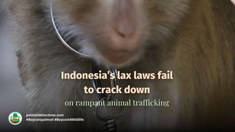 Indonesias lax laws animal trafficking