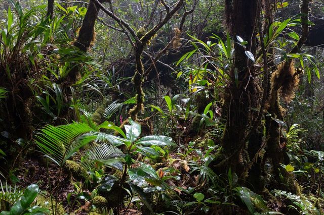 Habitat of Hylomys dorsalis, Mount Trus Madi, Sabah, Borneo, Malaysia. Image: Daniel Hinckley