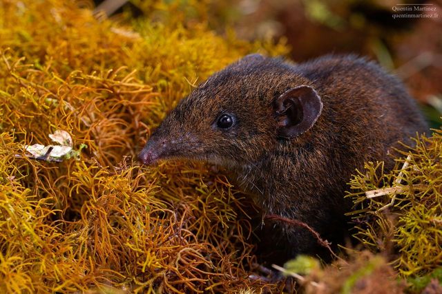 Hylomys dorsalis, seen in the wild on Mount Murud, in Sarawak, Borneo, Malaysia. Image: Quentin Martinez

