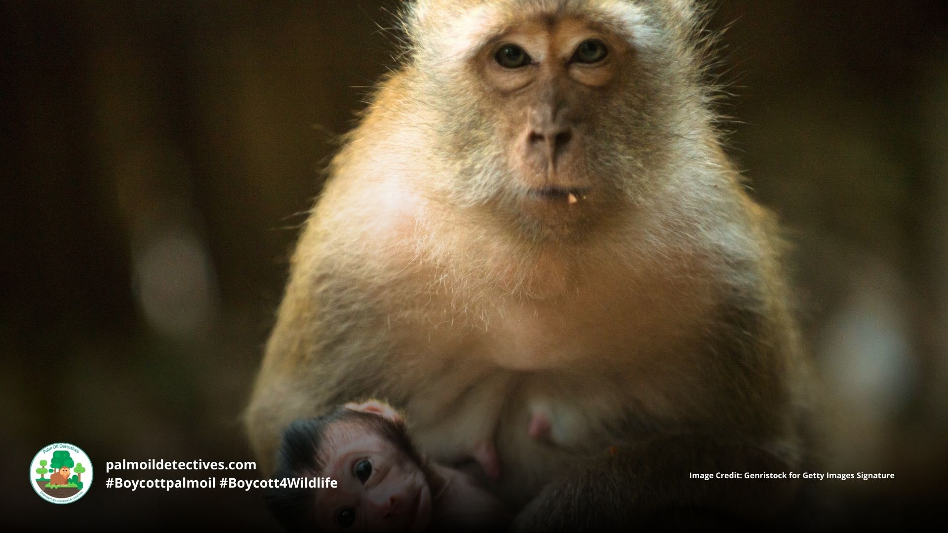 Palm oil plantations increase risk of infant death for Southern Pig-tailed Macaques