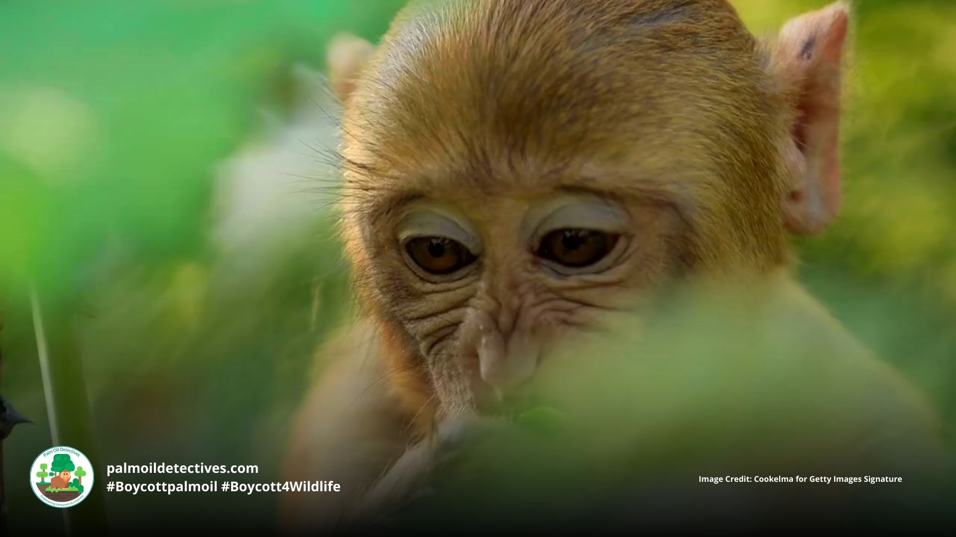 Palm oil plantations increase risk of infant death for Southern Pig-tailed Macaques