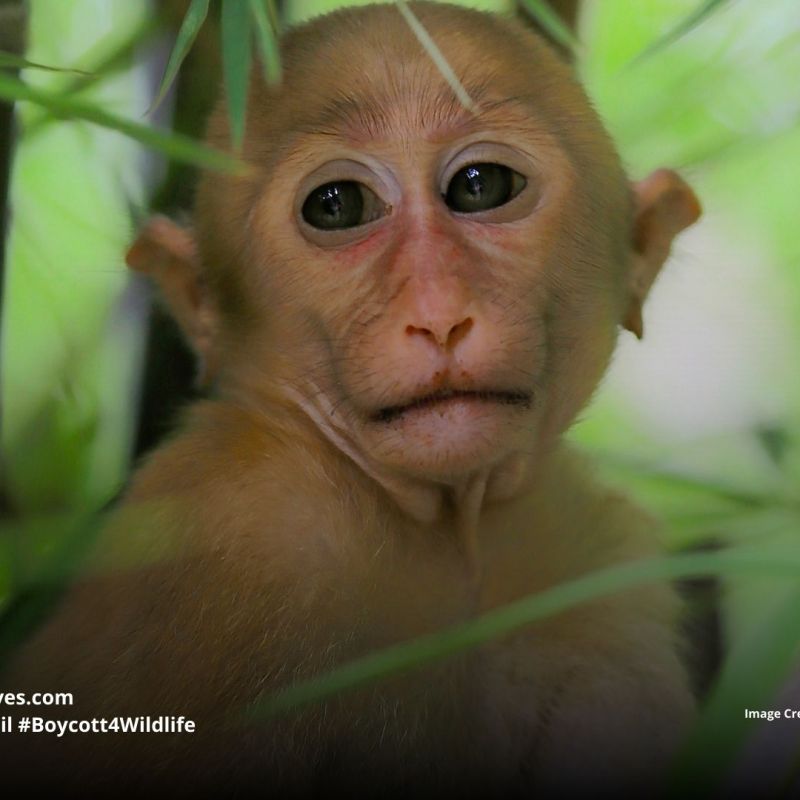 Palm Oil Increases Deaths of Baby&nbsp;Macaques