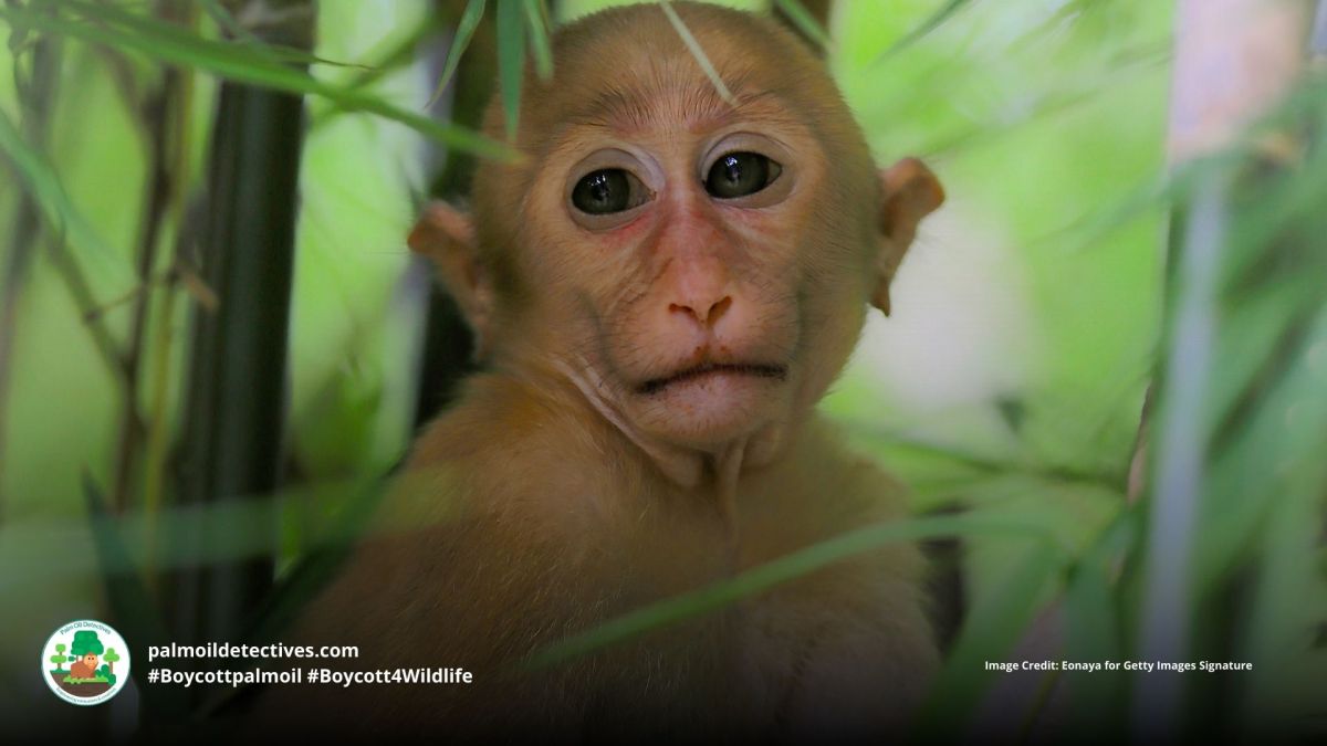 Palm Oil Increases Deaths of Baby&nbsp;Macaques