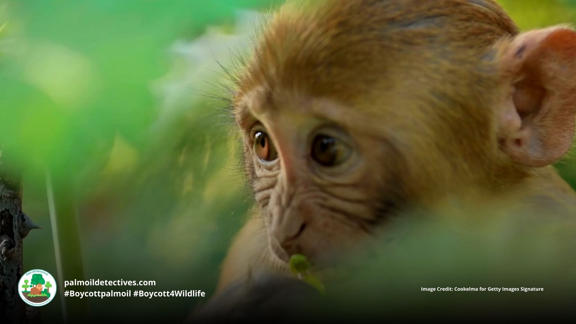 Palm oil plantations increase risk of infant death for Southern Pig-tailed Macaques