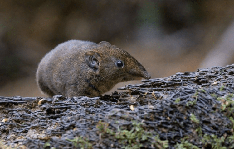 Five New Hedgehog Species Found in Southeast&nbsp;Asia